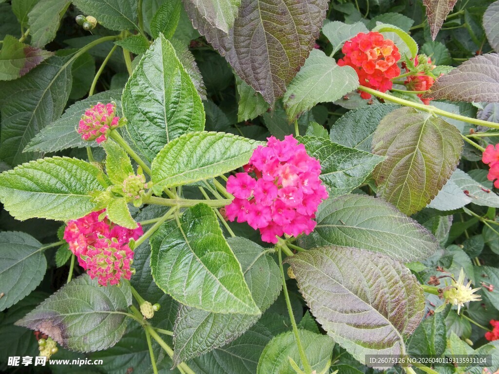 多彩缤纷的艳丽花卉