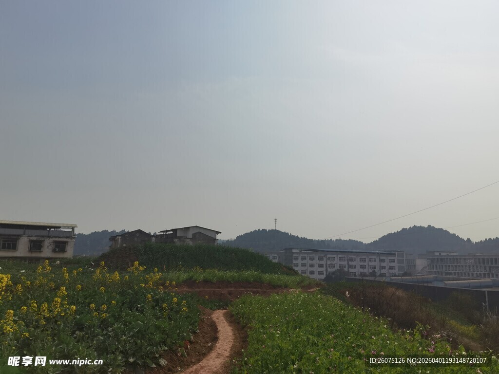 田园小径旁的灿烂花田