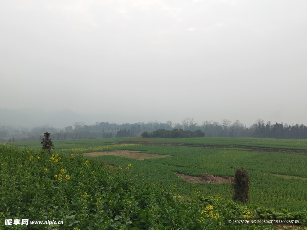 雾中田野风光