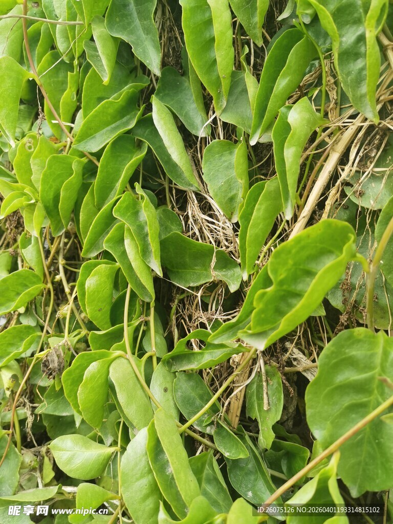 绿叶丛中的隐秘青蛙