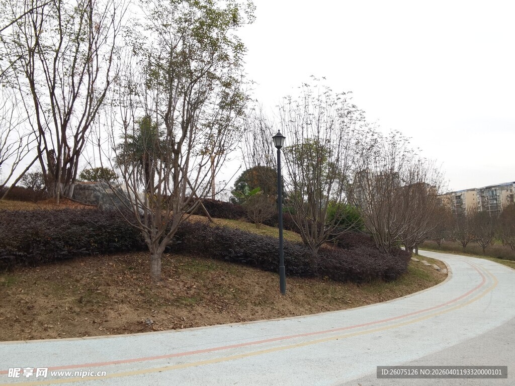 蜿蜒道路旁的树木景观