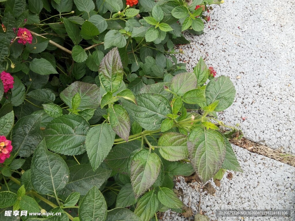绿叶丛中点点红花朵