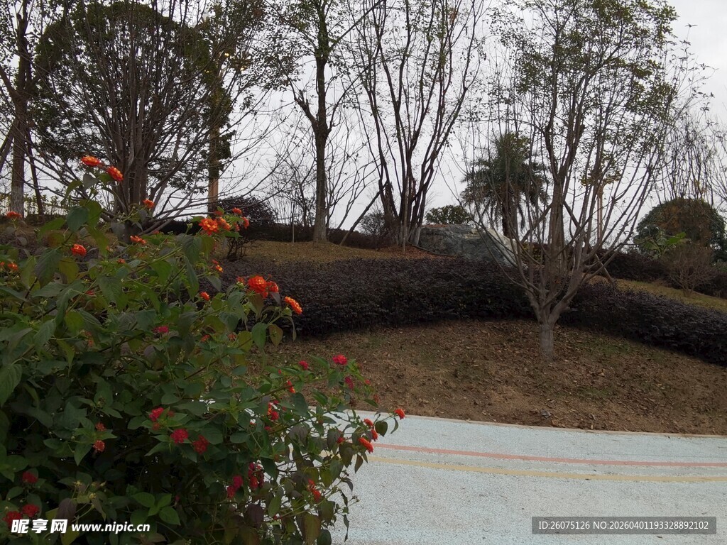 园林树木修剪场景