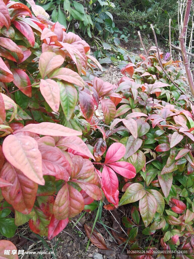 多彩斑斓的变色植物叶片