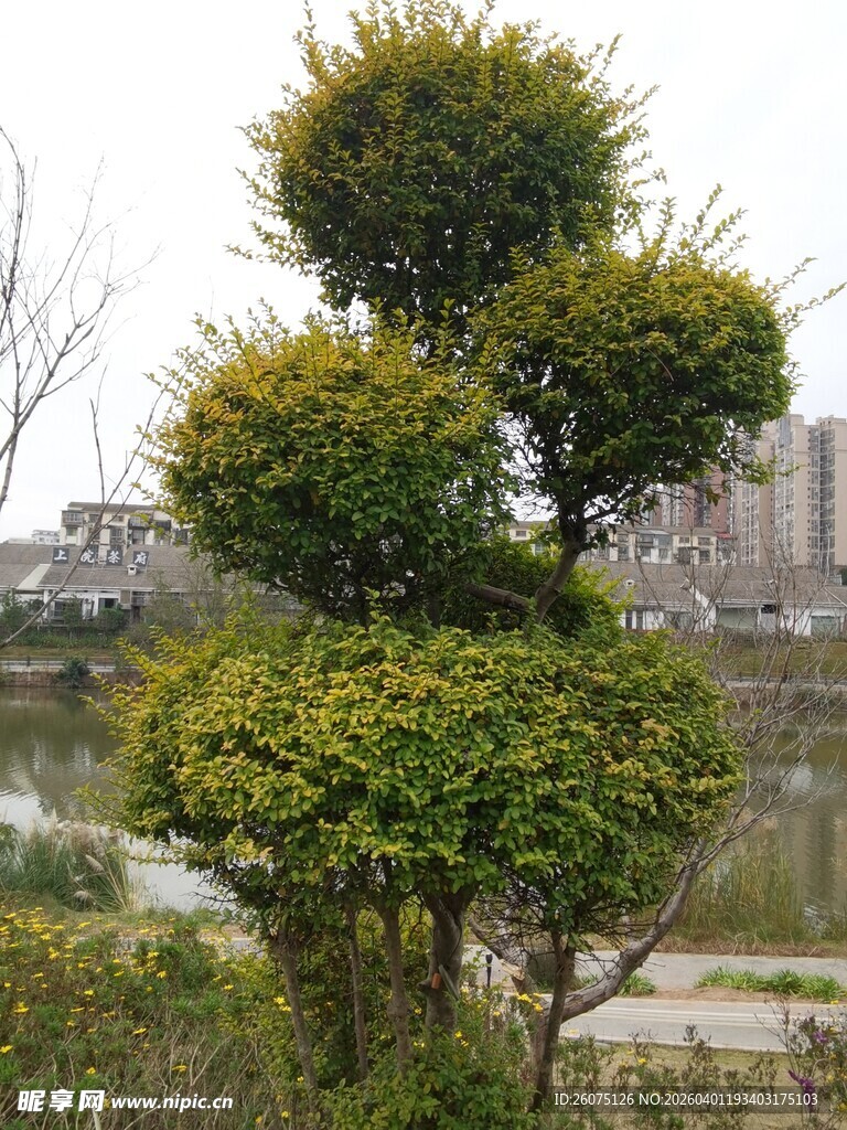 湖畔造型独特的绿植景观