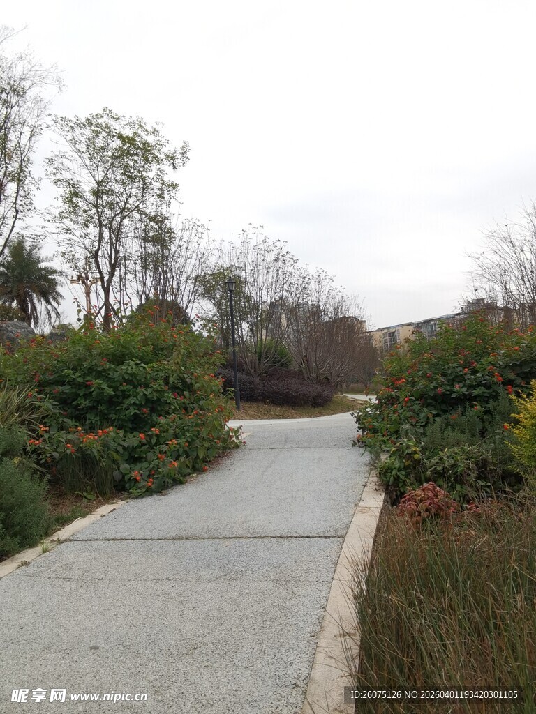 宁静小路绿植相伴的景致
