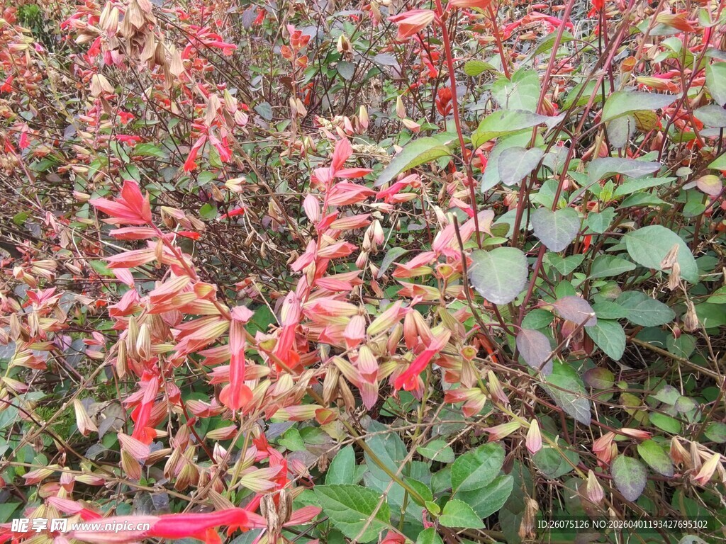 红色花卉植物特写