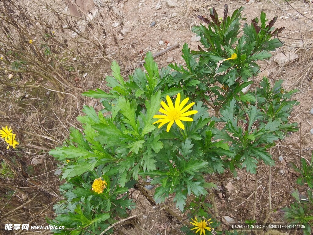 黄色小花绽放于绿叶间