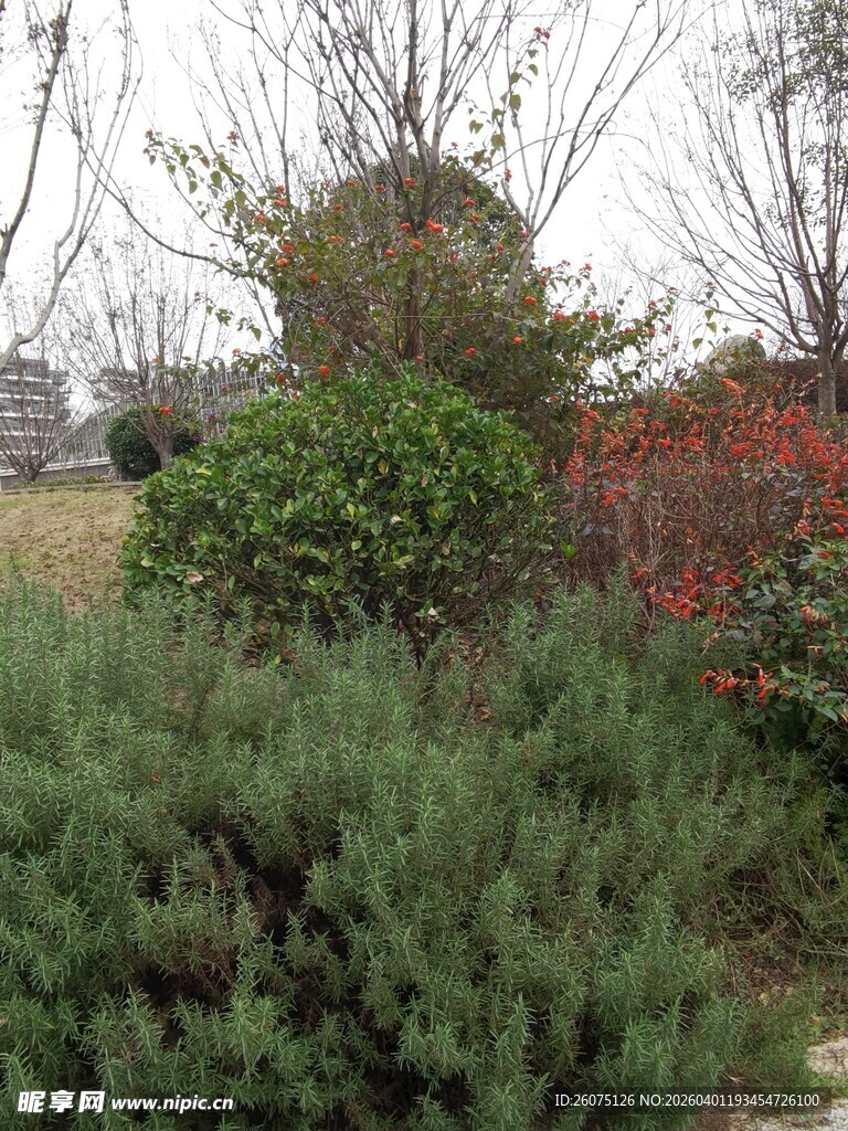 冬日户外绿植景观