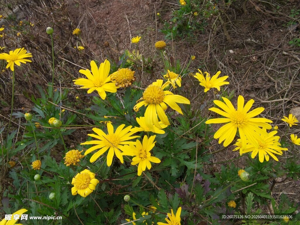黄色小花绽放于草地
