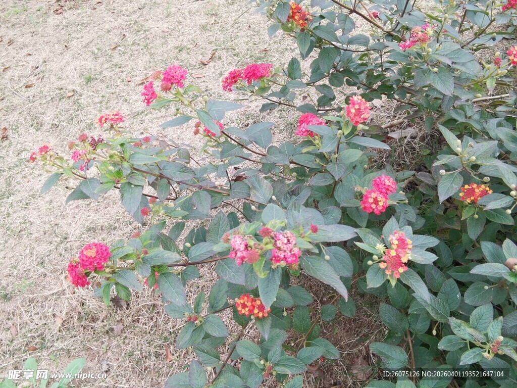 绽放的红色花卉景观