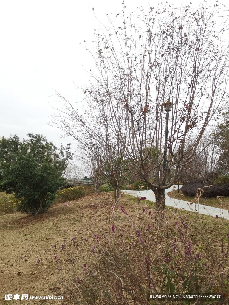 冬日郊野树木景观