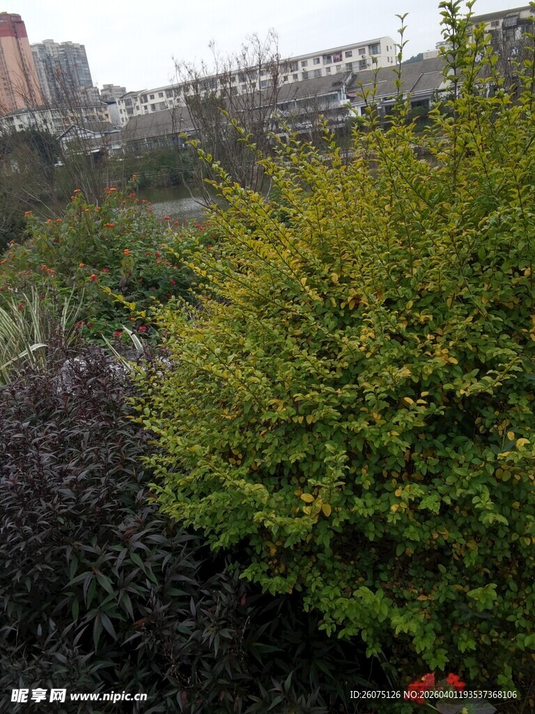 城市中的绿植景观