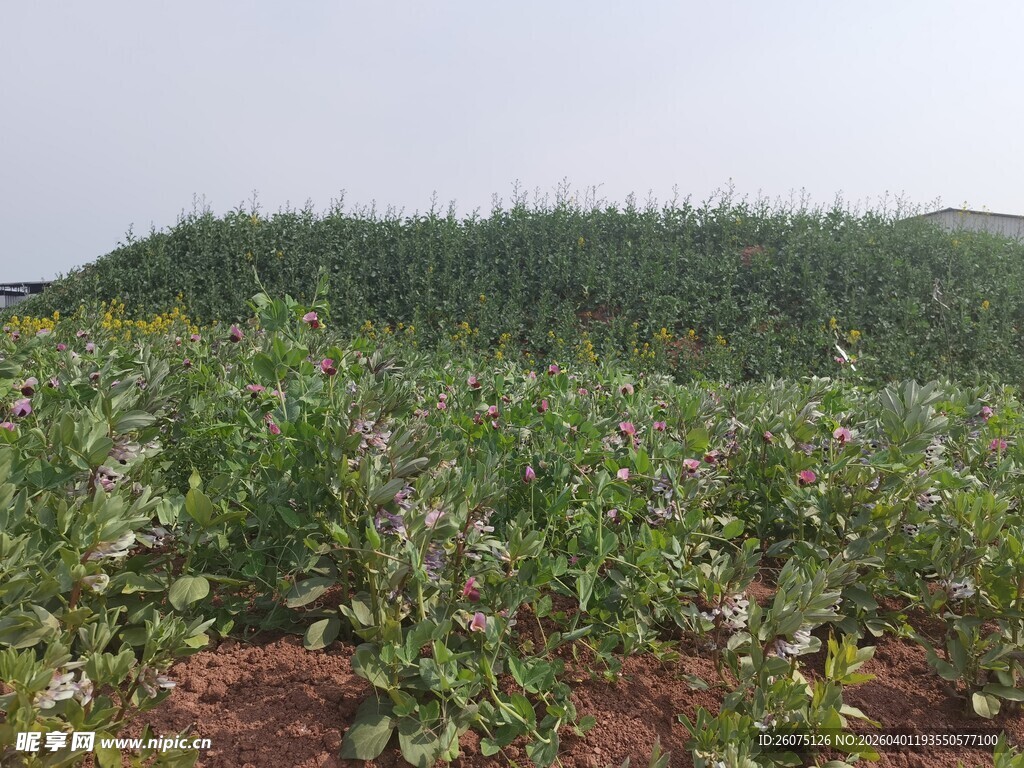 绿意盎然的田园作物景观