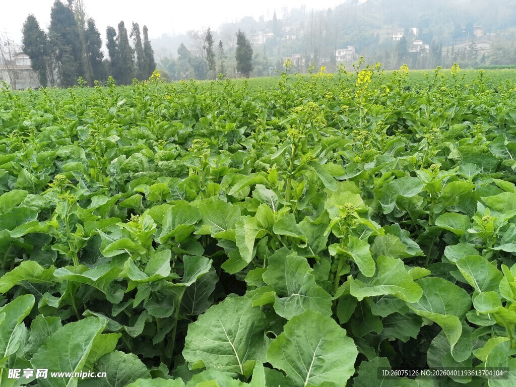 绿色油菜田生机盎然