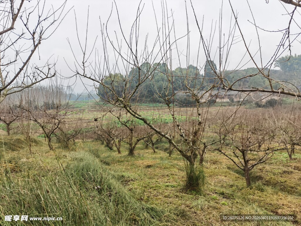 冬日果园景象