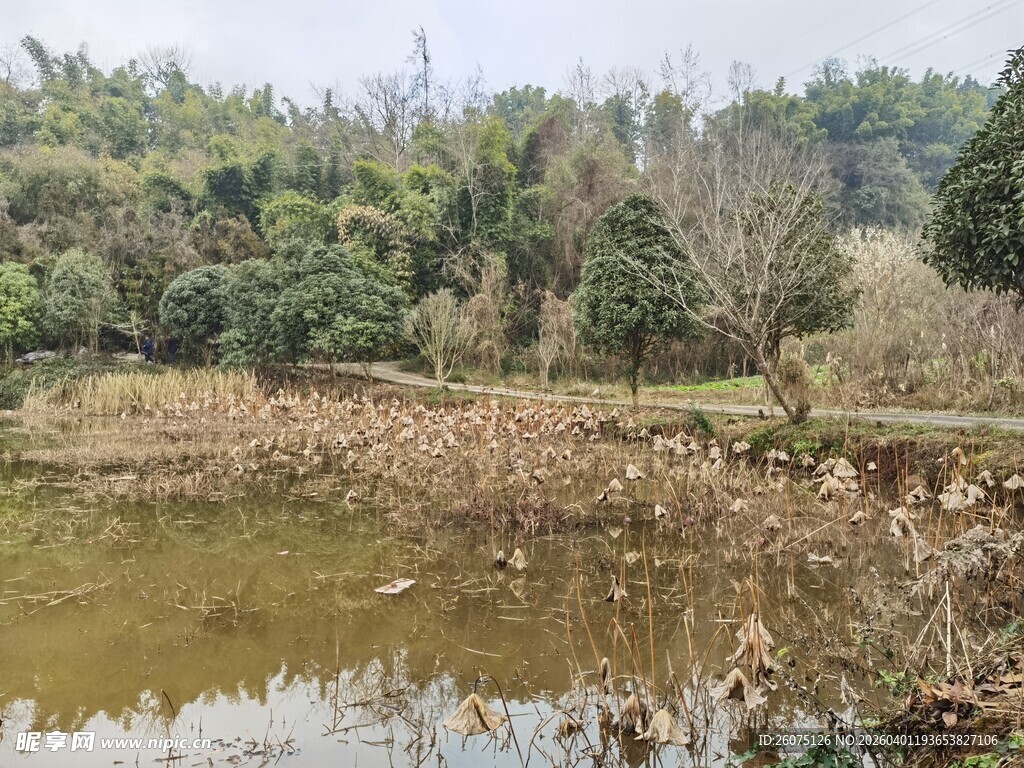 秋日池塘边的自然景致