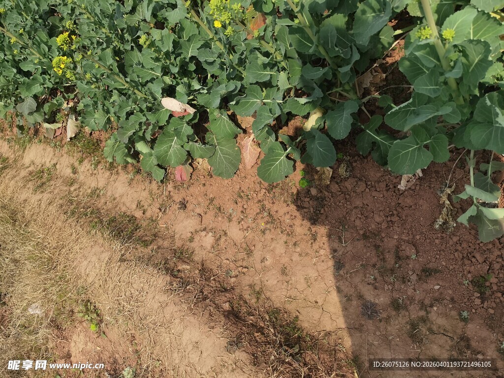农田中的绿色植物与泥土