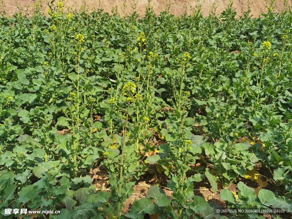 绿色农田中的茂盛农作物