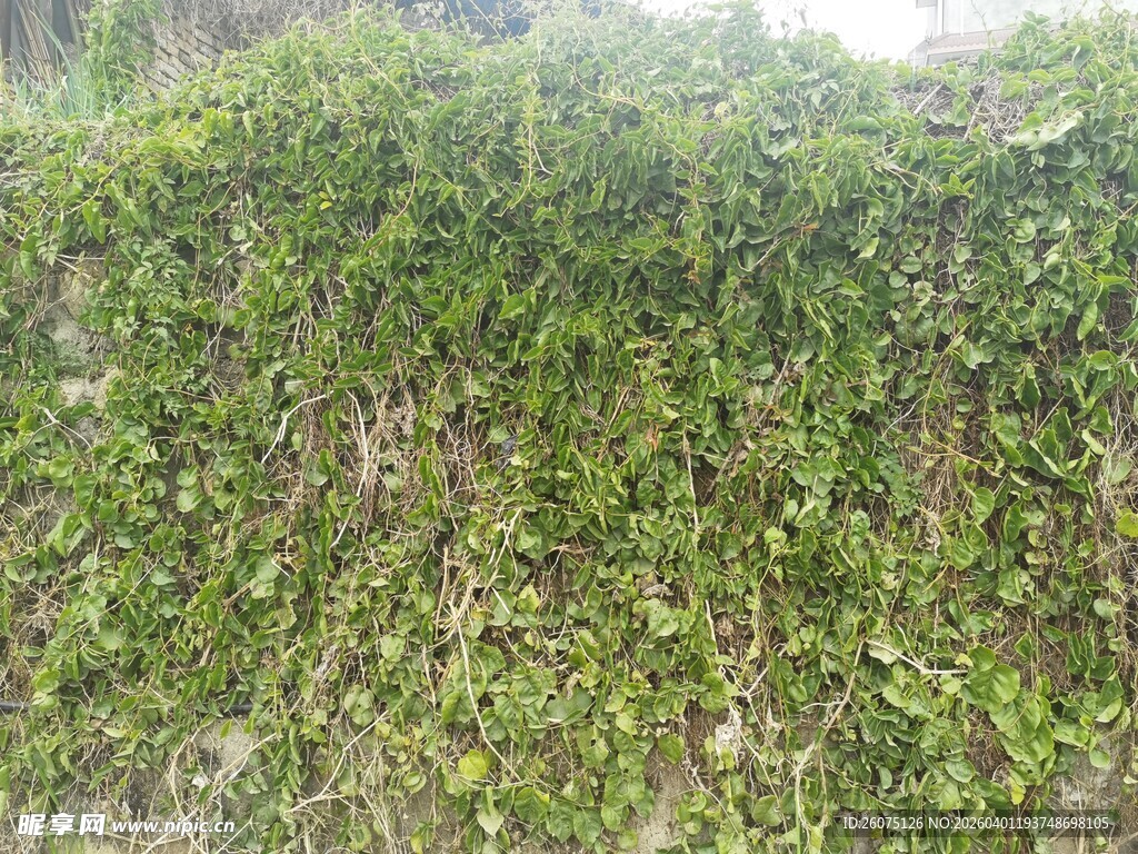 绿意盎然的繁茂植物墙