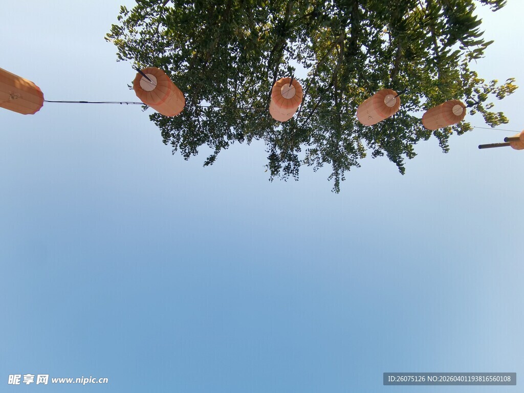 树上挂着的橙色果实