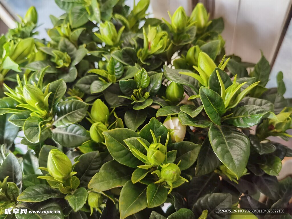 翠绿生机勃勃的绿植盆栽