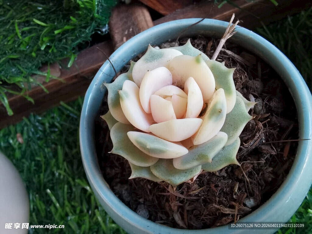 精致盆栽中的粉嫩多肉