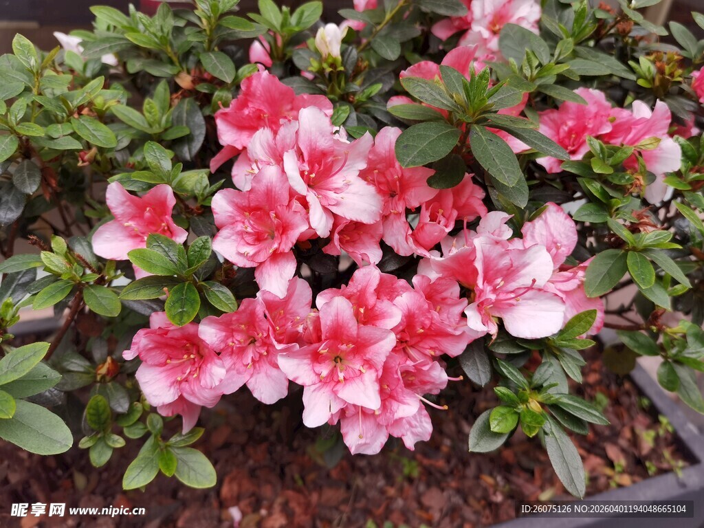 娇艳盛开的粉白杜鹃花