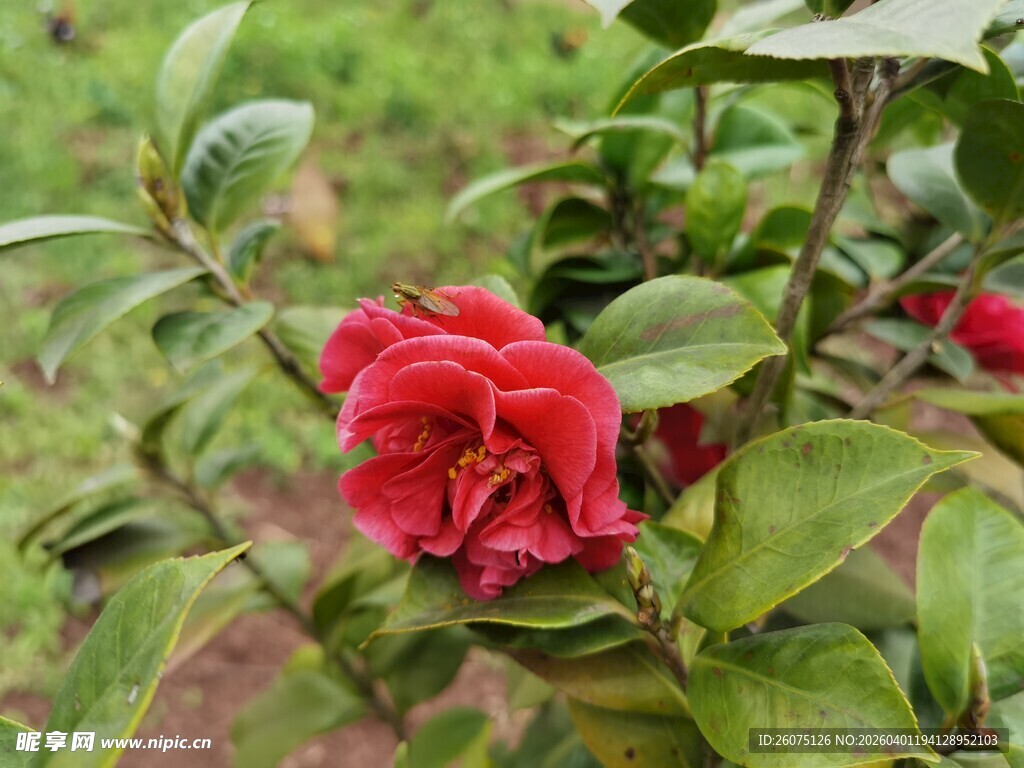 娇艳盛开的红色山茶花