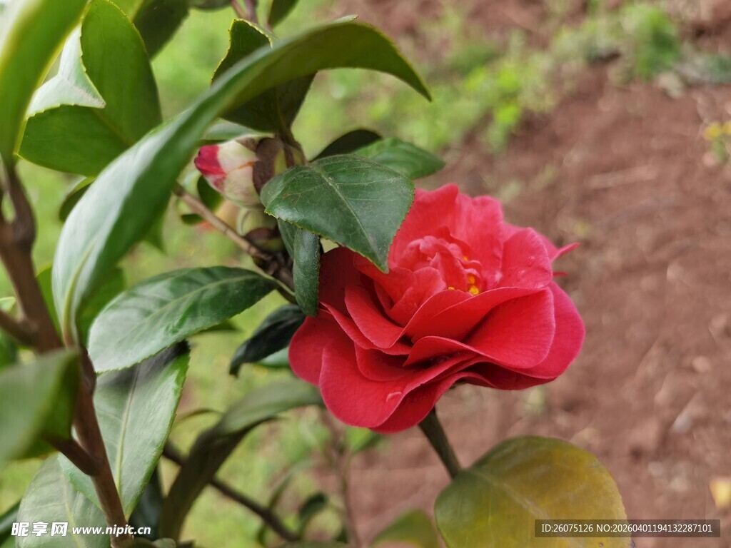 娇艳山茶花绽放绿叶间