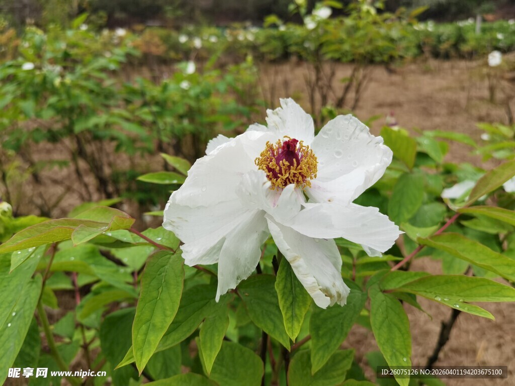 洁白绽放牡丹绿叶相衬