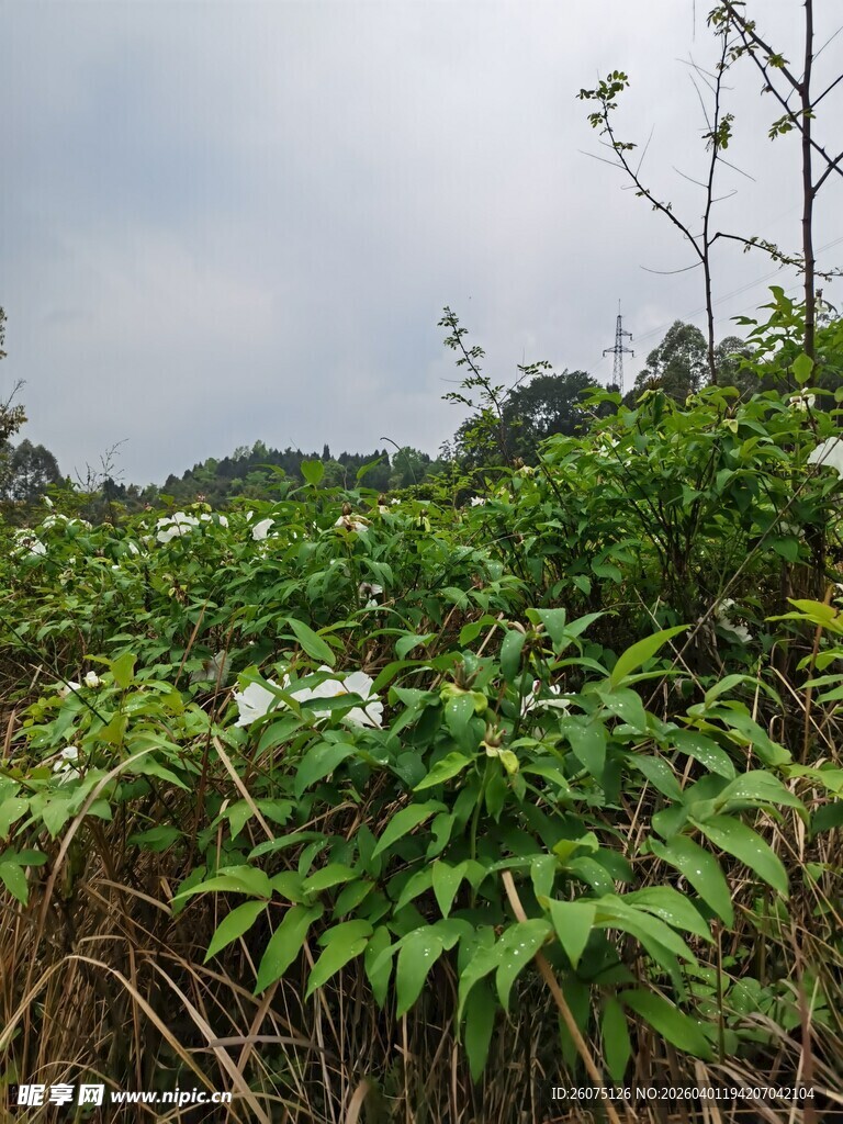 野外繁茂绿植景观画面