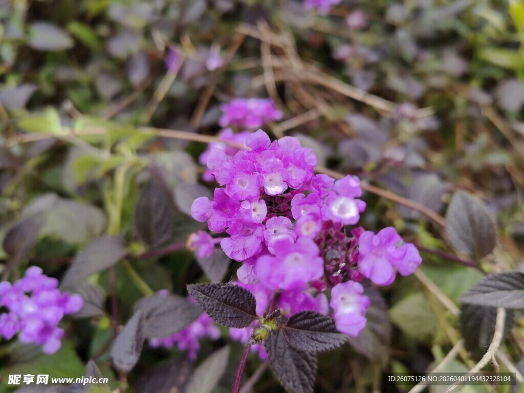 紫色小花绽放于绿叶间