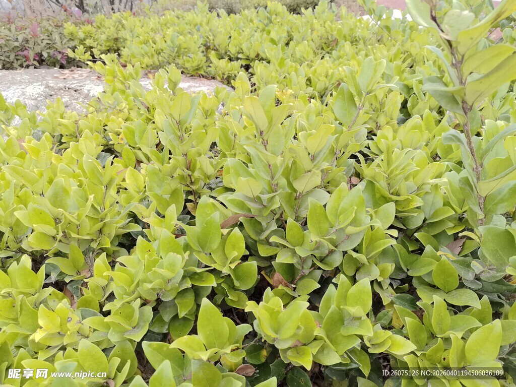 翠绿繁茂的灌木丛