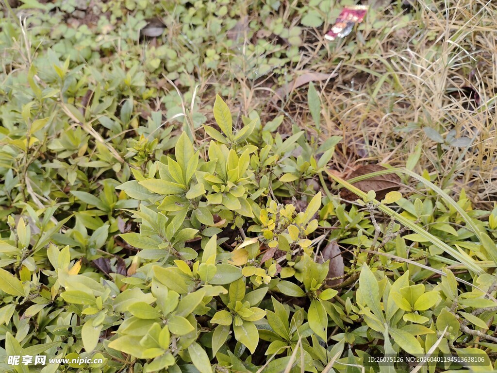 绿叶丛生的植物景观