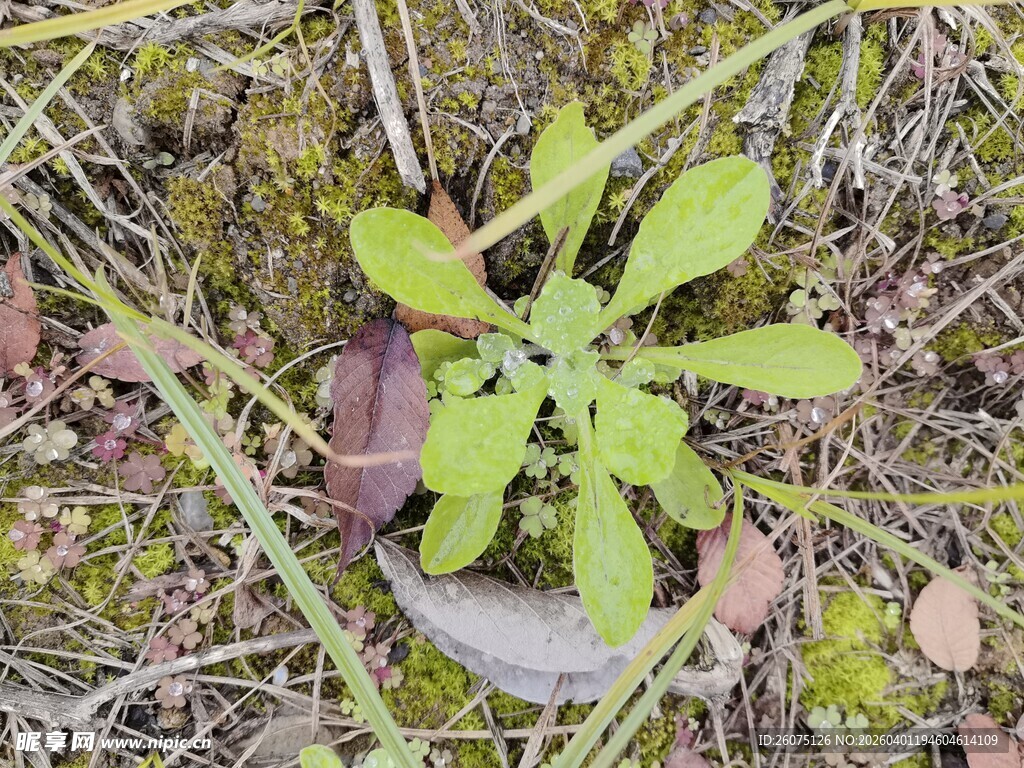 地面生长的嫩绿小植物