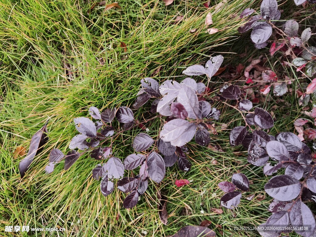 紫色植物生长于草丛中