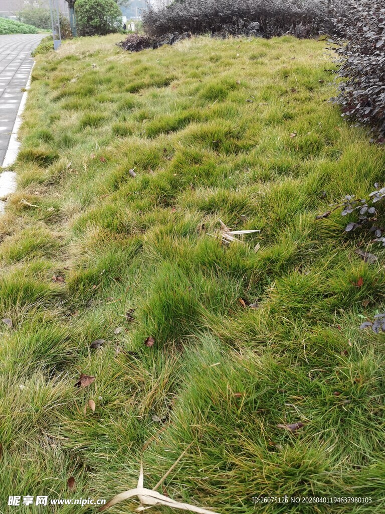 户外茂盛的绿草地