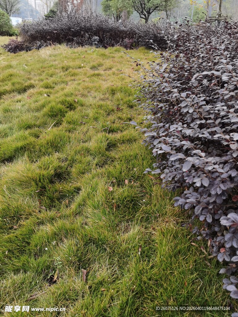 翠绿草地与深色植物景观