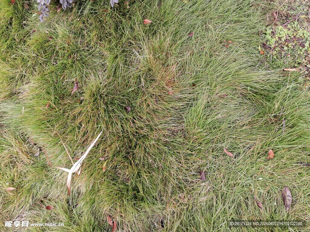 草地上的白色物件