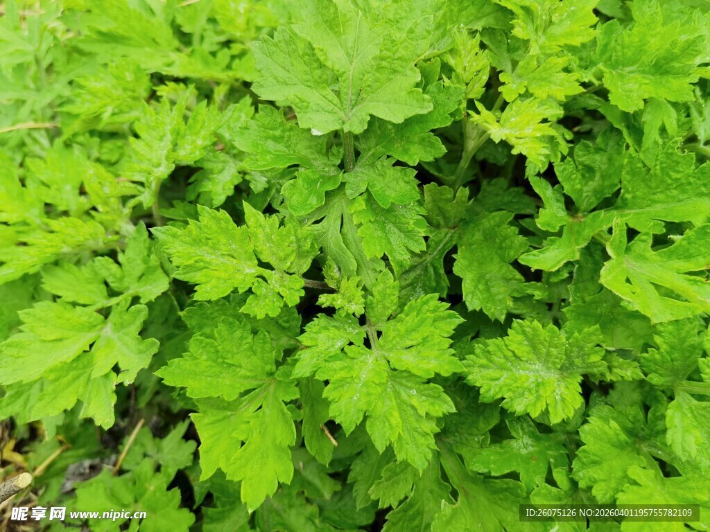 翠绿繁茂的植物叶片