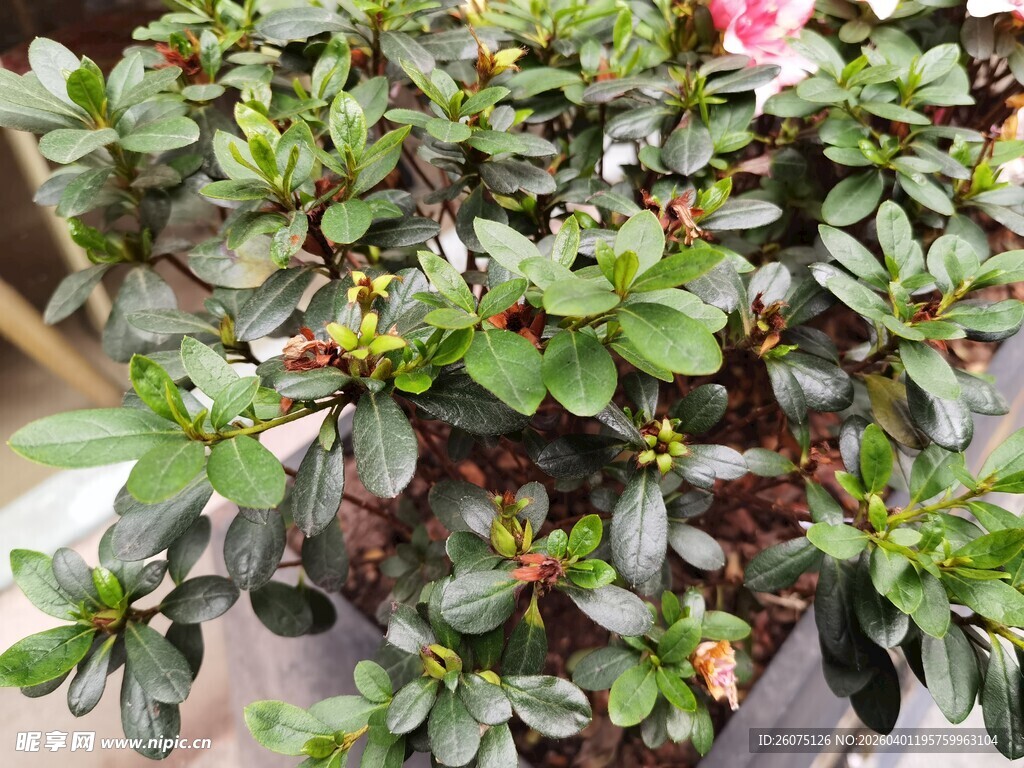 绿叶繁茂的盆栽花卉