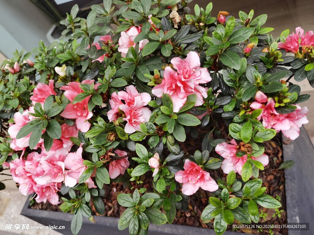 粉色杜鹃花盆栽