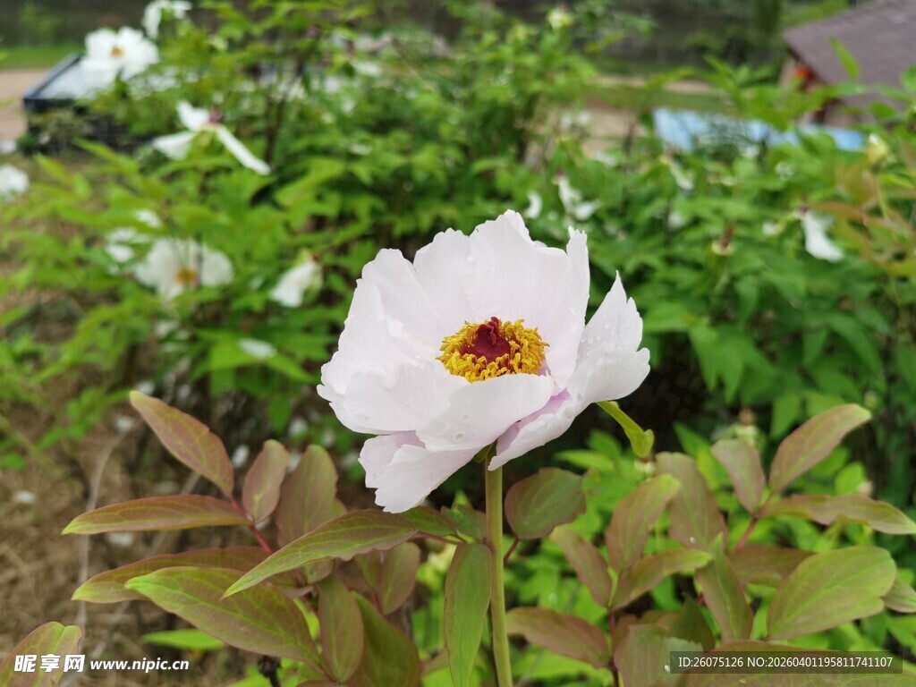 白色娇艳牡丹花绽放