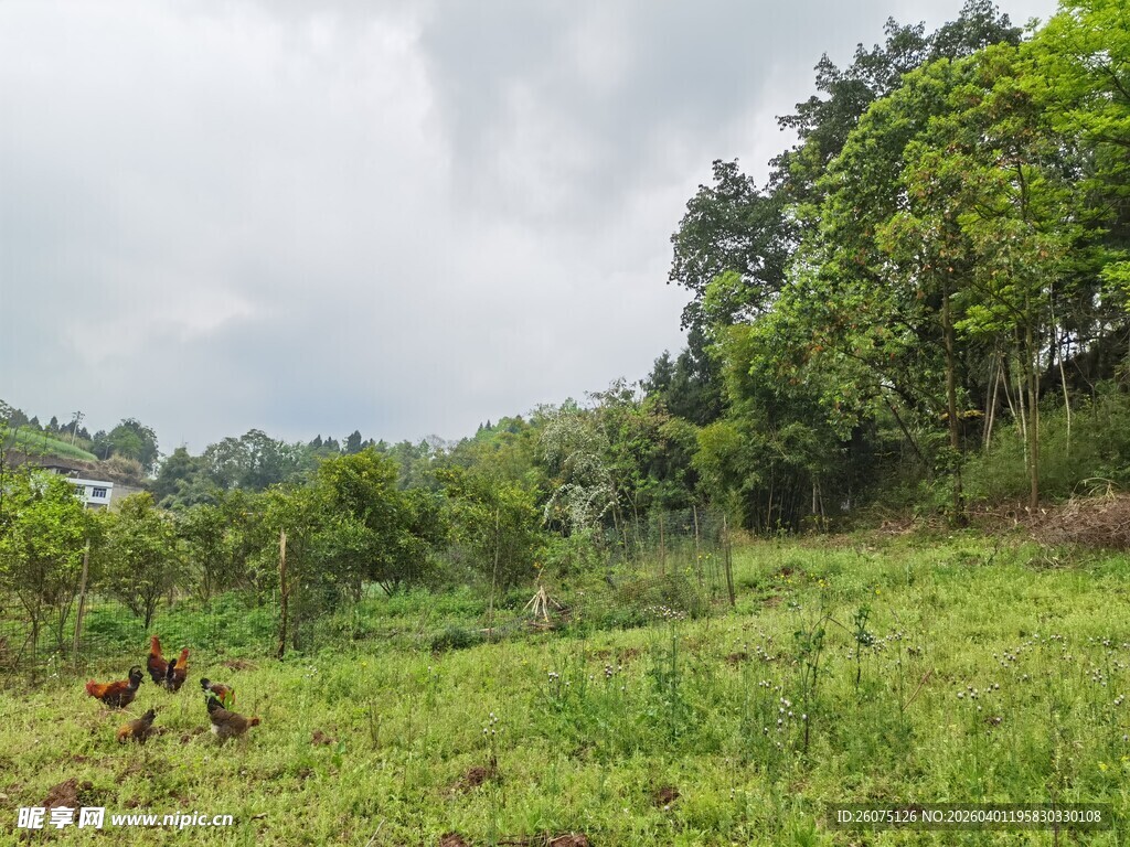 绿意盎然的山野鸡场