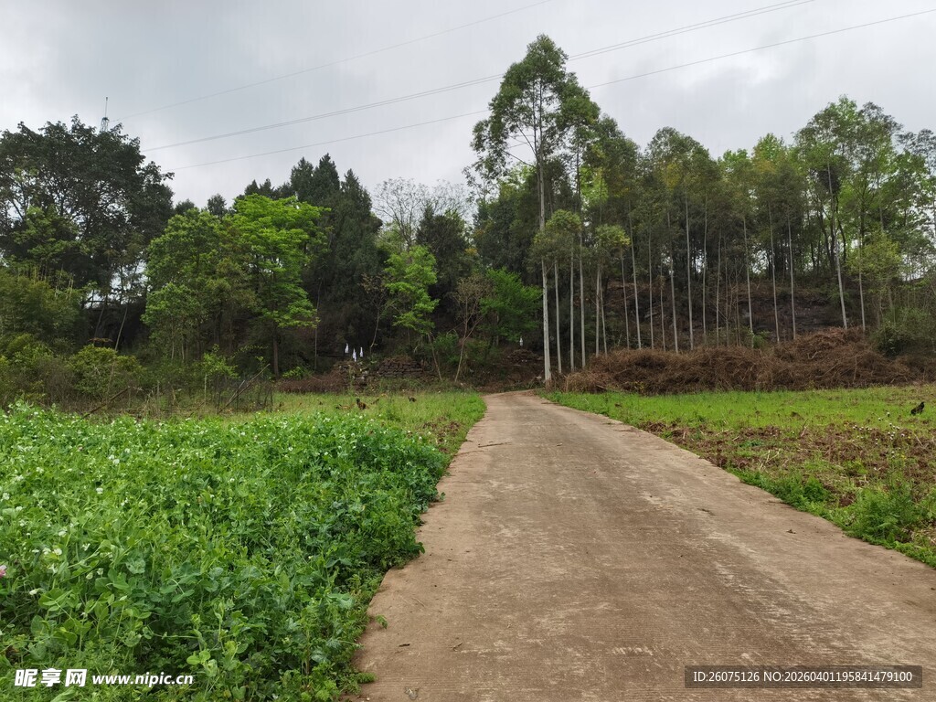 乡间小路旁的翠绿农田