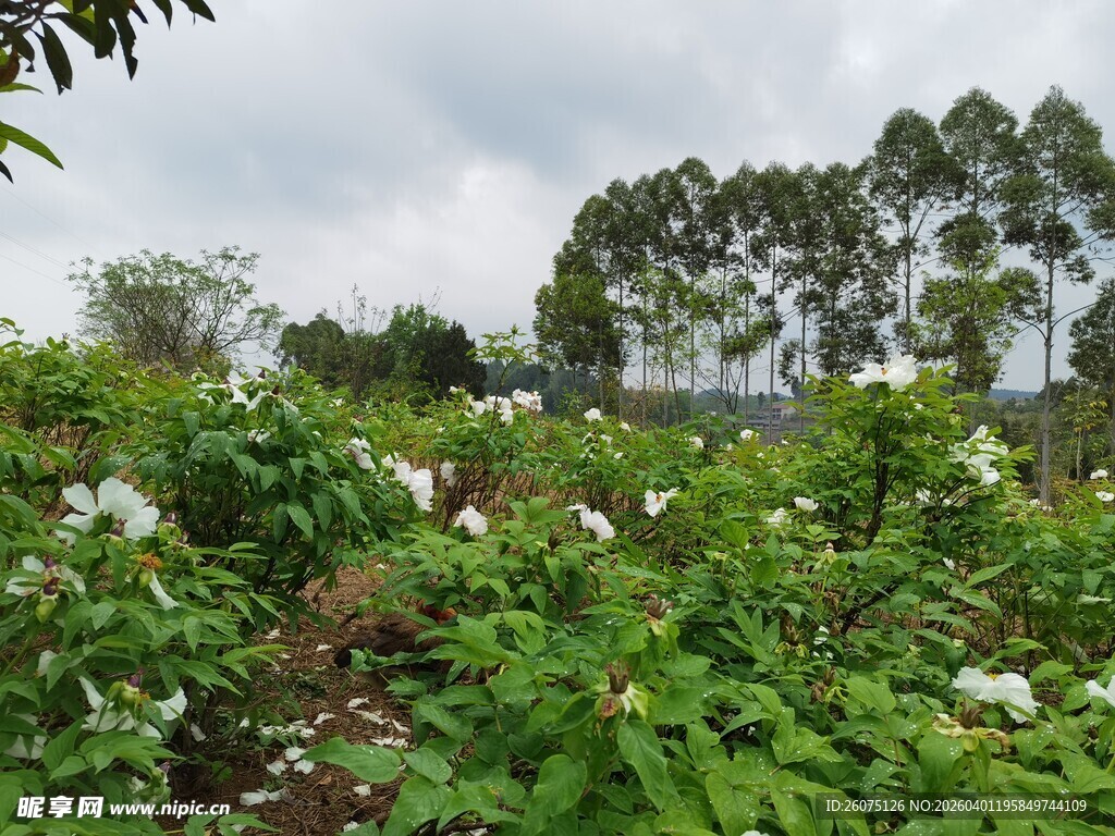 繁茂绿植花卉景观