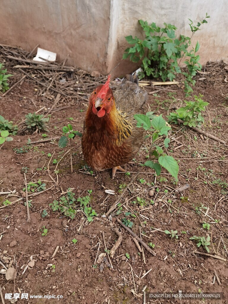 庭院中站立的一只母鸡