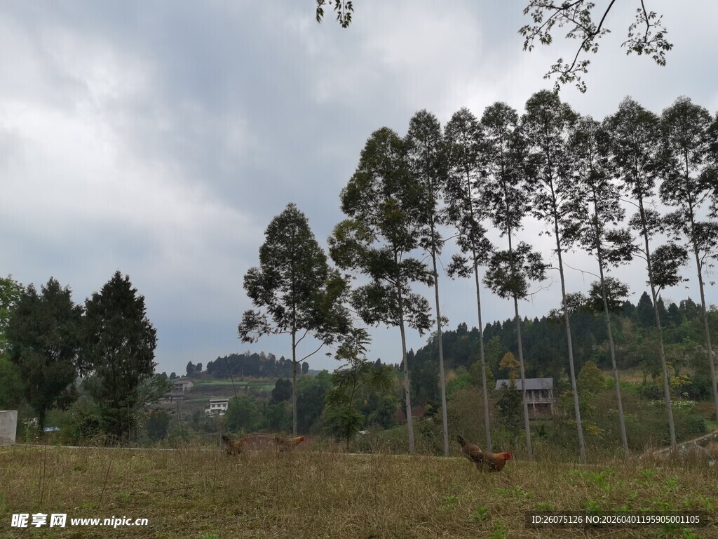 乡村田野旁的高大树木