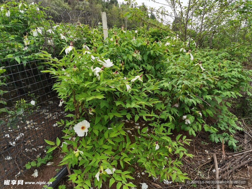绿叶丛中绽放的白色花朵